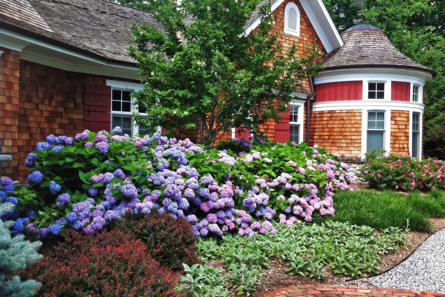 A series of shrubs surrounding the outside of a home.