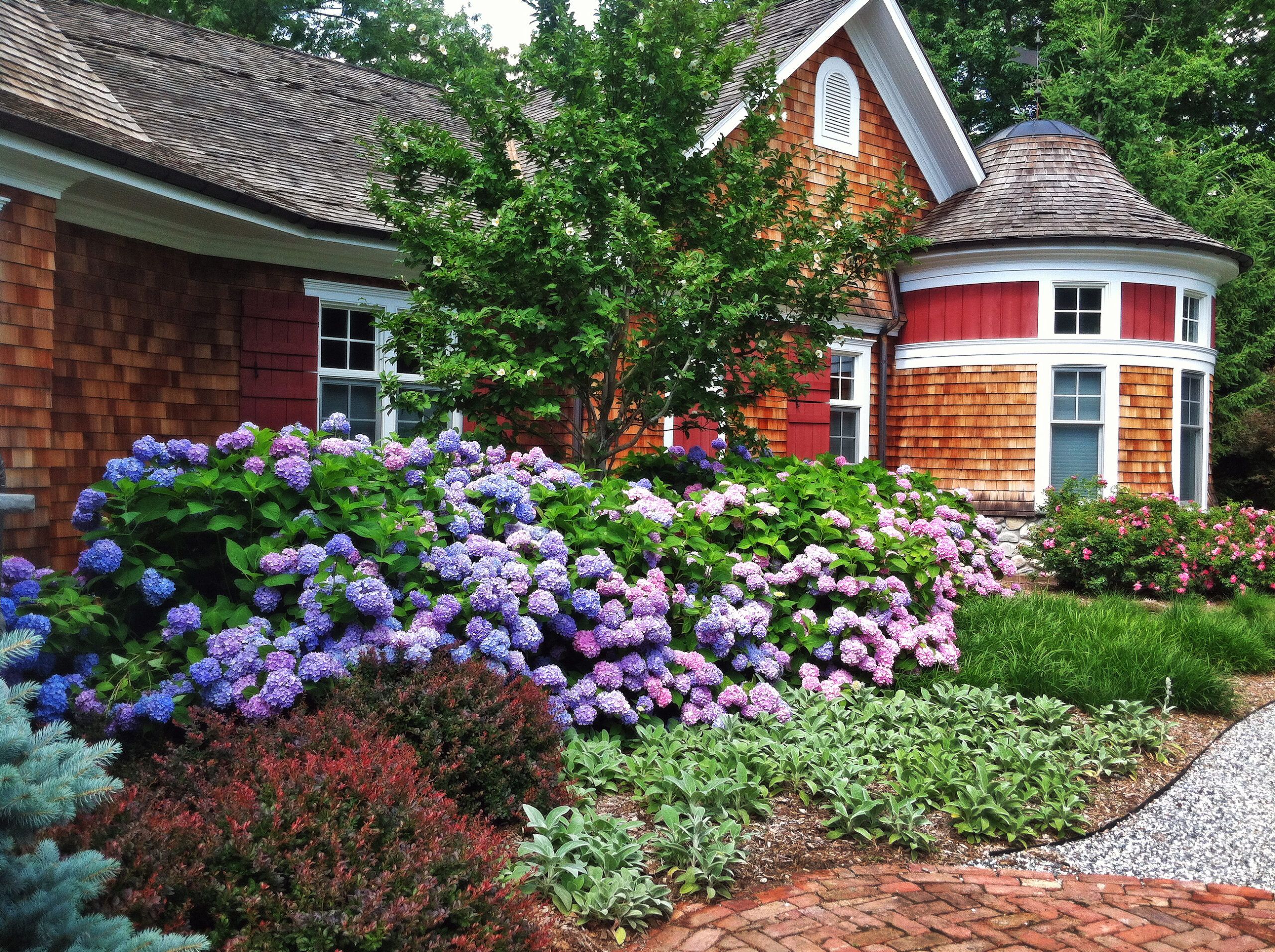 A series of shrubs surrounding the outside of a home.