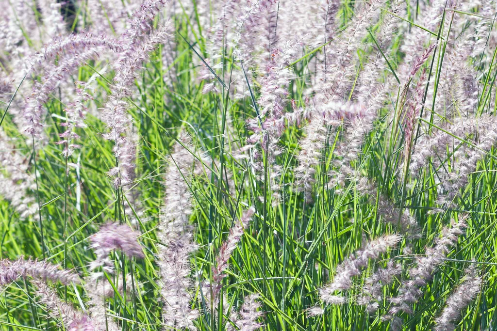 Oriental Fountain Grass