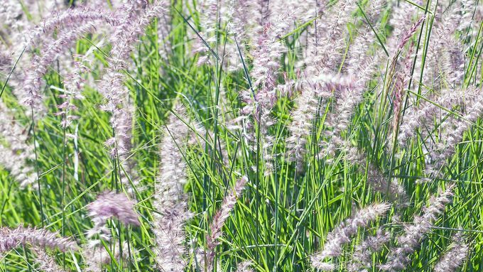 Oriental Fountain Grass