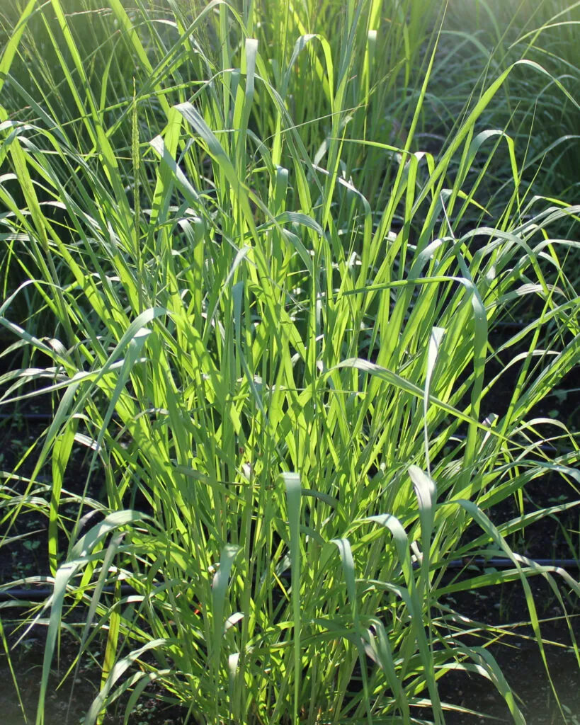 Blue Panic Grass (Panicum virgatum)