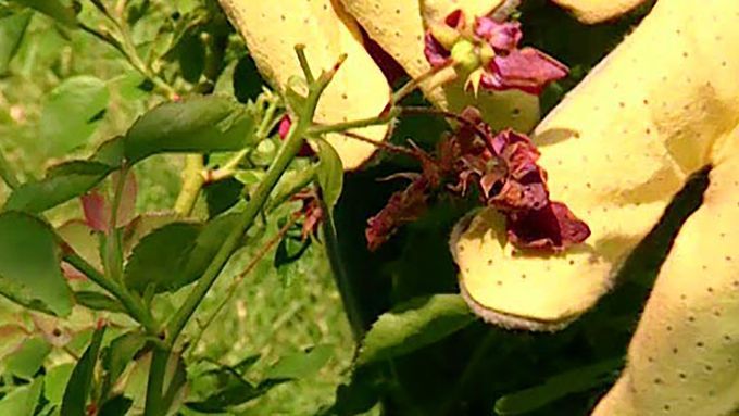 Roger Cook prunes and trims a tired rose bush