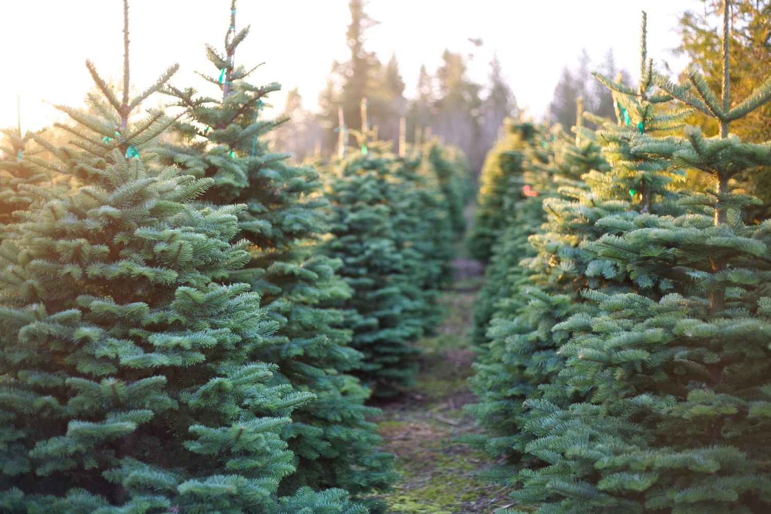 iStock_135474406