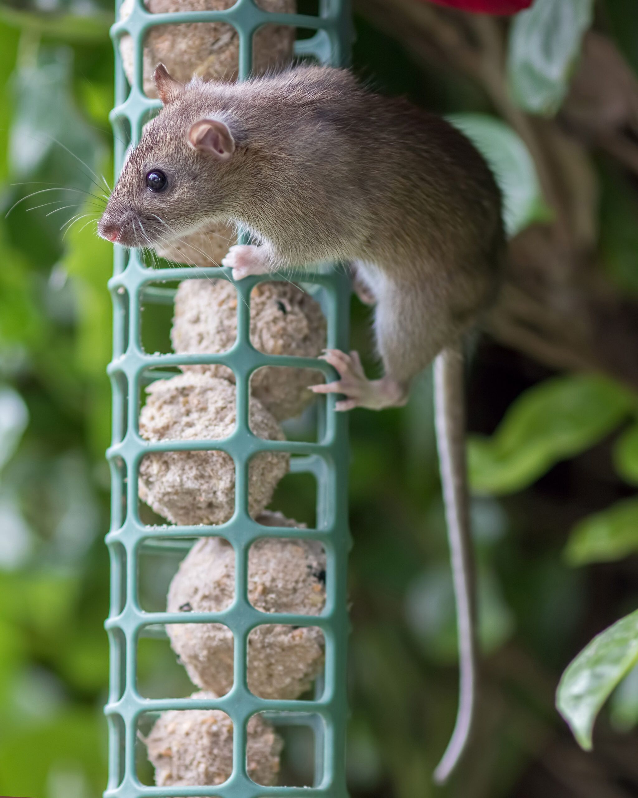 Rat eating bird food