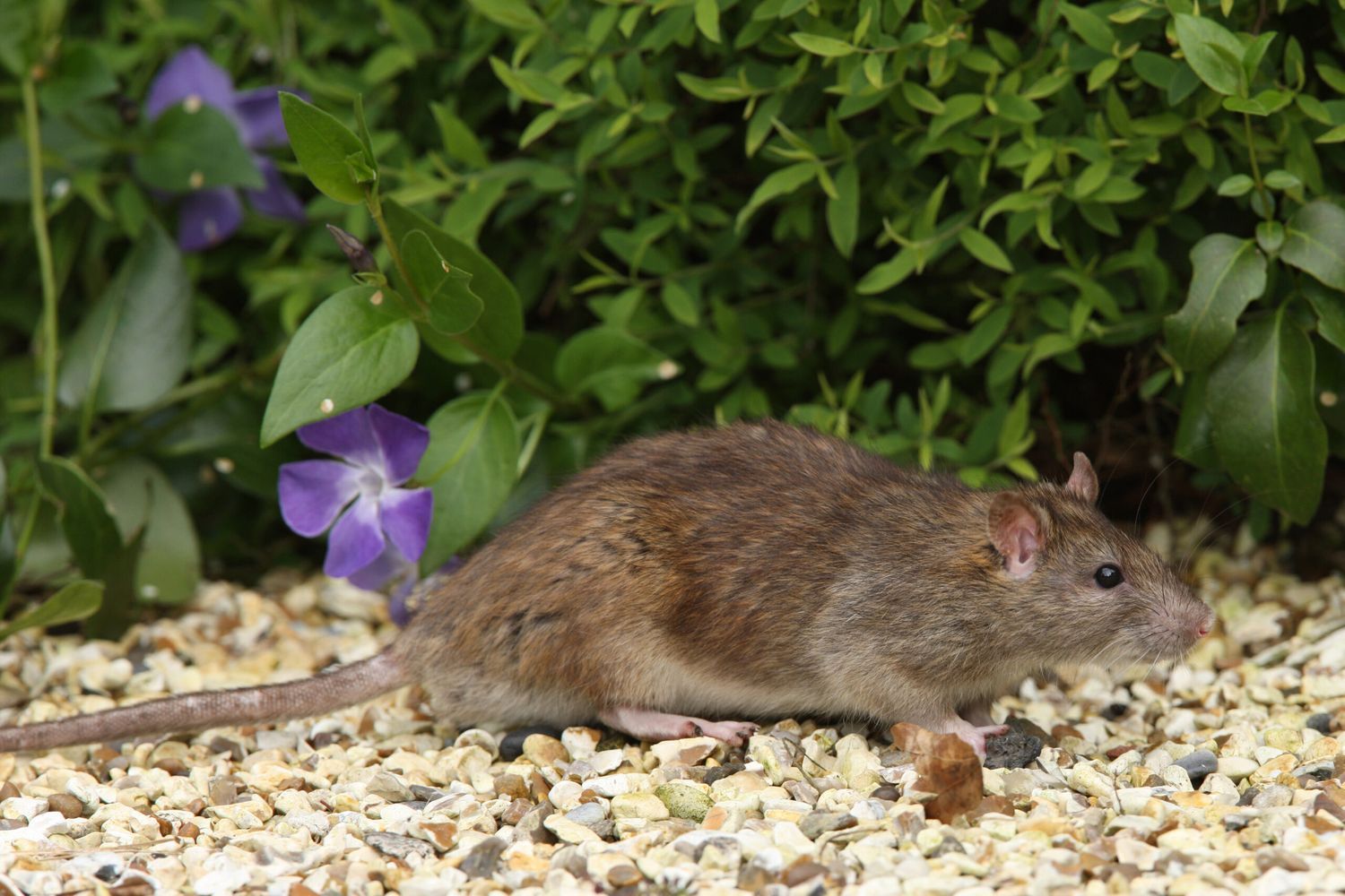 Rat in a garden