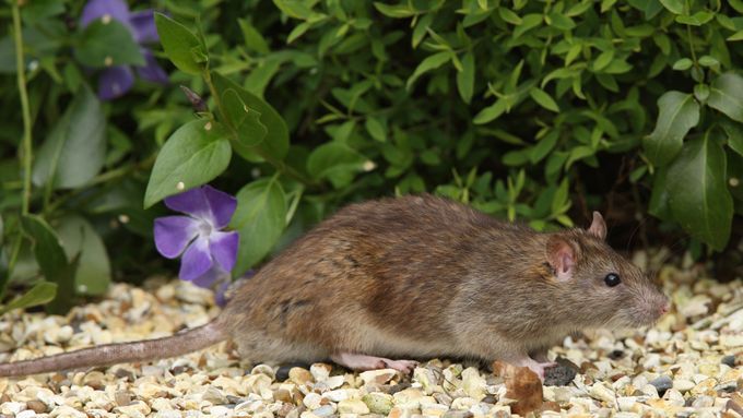 Rat in a garden