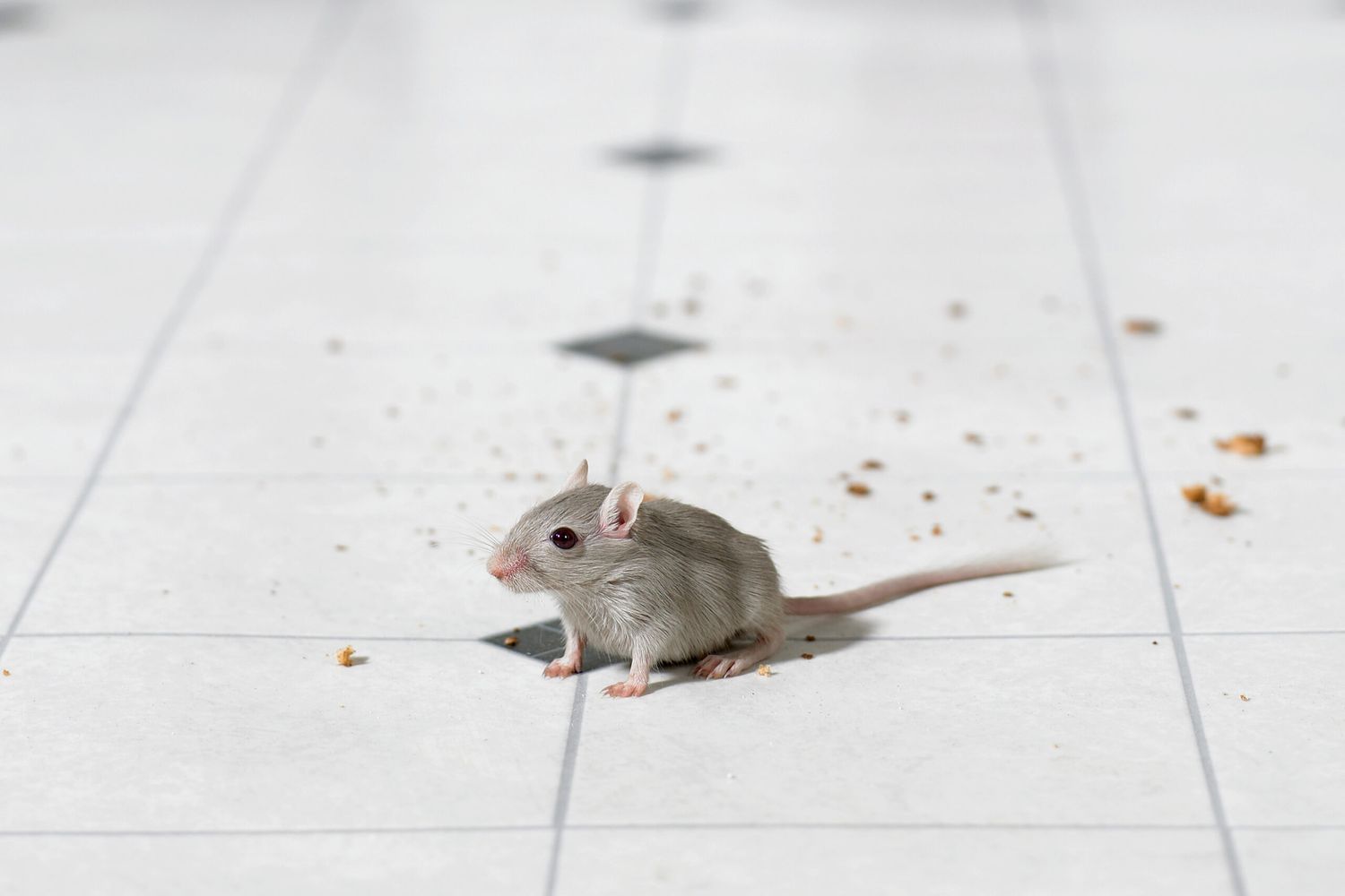A mouse sitting on a white tile floor with crumbs behind him.