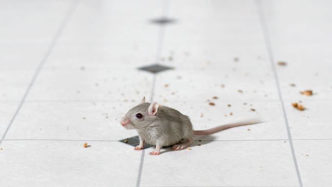 A mouse sitting on a white tile floor with crumbs behind him.