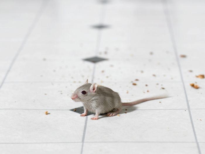 A mouse sitting on a white tile floor with crumbs behind him.