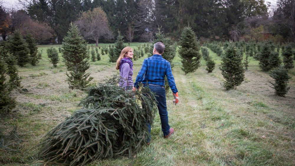 A mature couple dragging a Christmas tree that was just cut