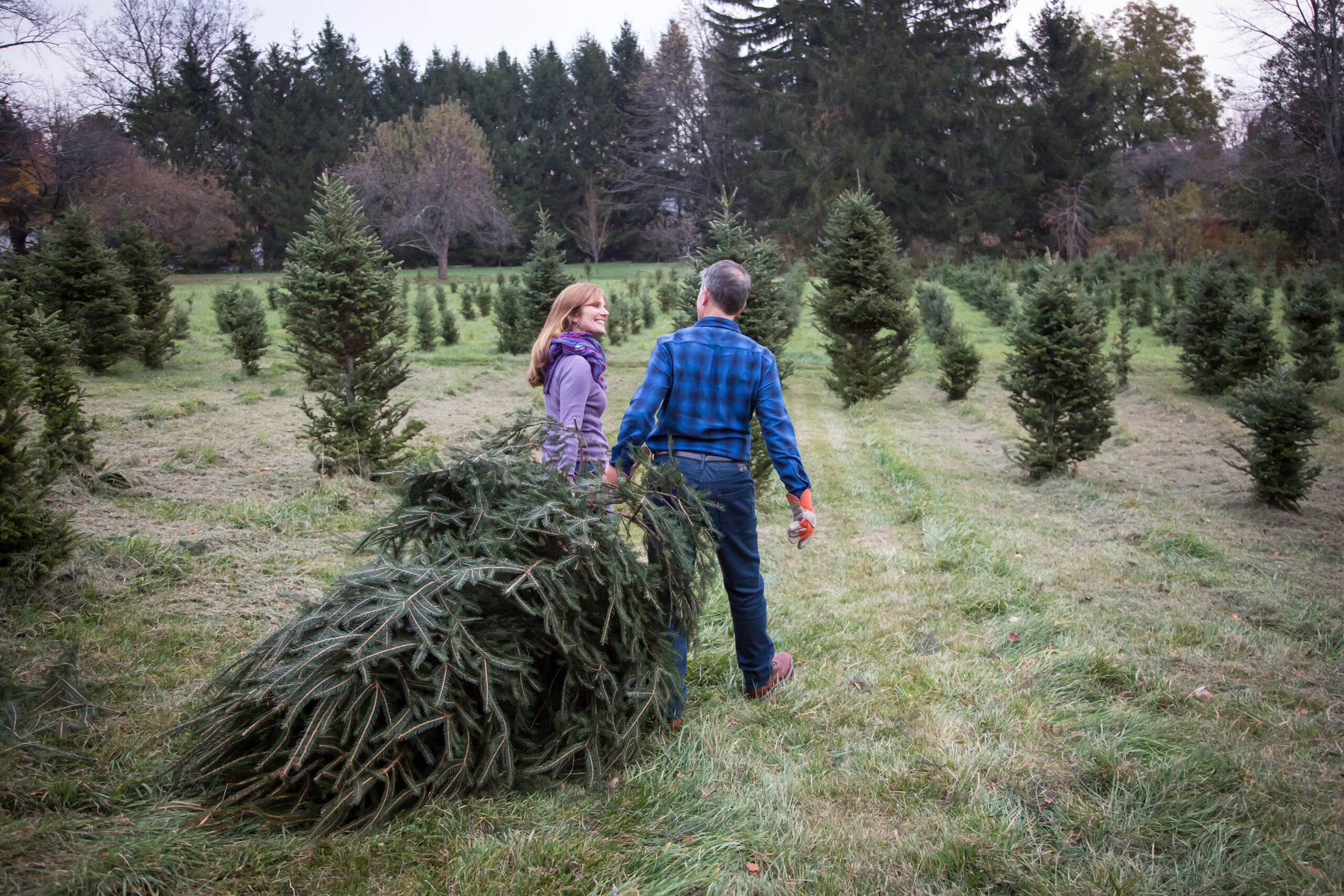 A mature couple dragging a Christmas tree that was just cut