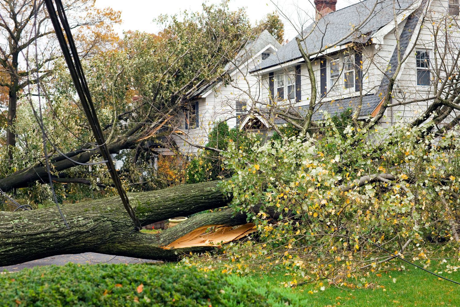 Tree down in residential neighborhood after a hurricane.