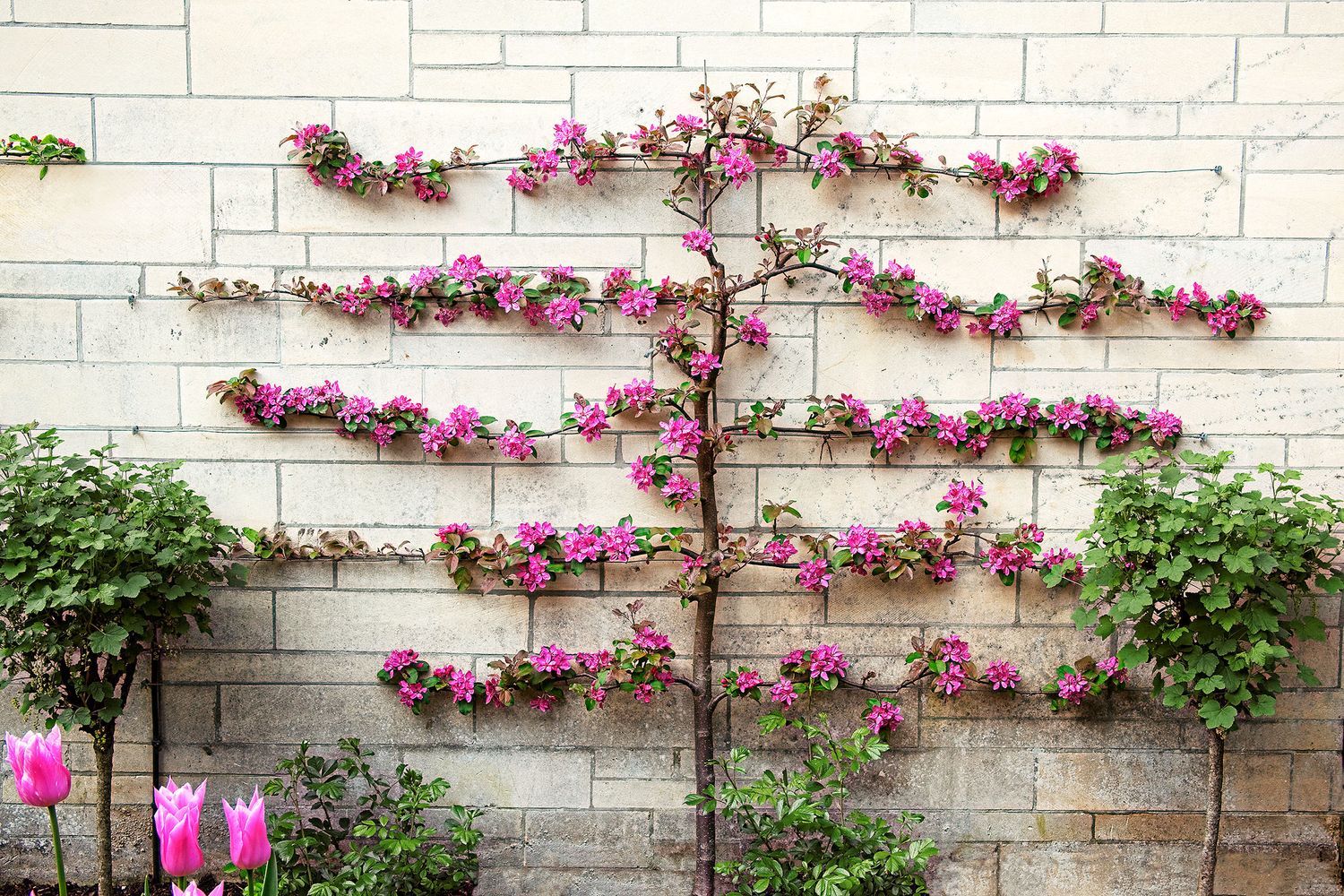 Espaliered Tree with outstretched arms
