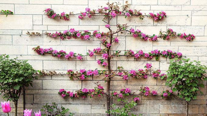 Espaliered Tree with outstretched arms