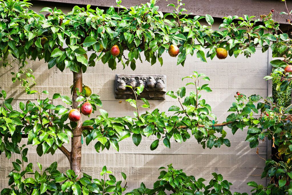 A fruiting espaliered Tree