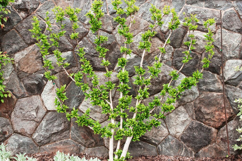 Espaliered Trees on a support line