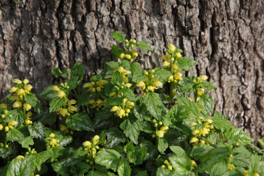 Lamium galeobdolon groundcover