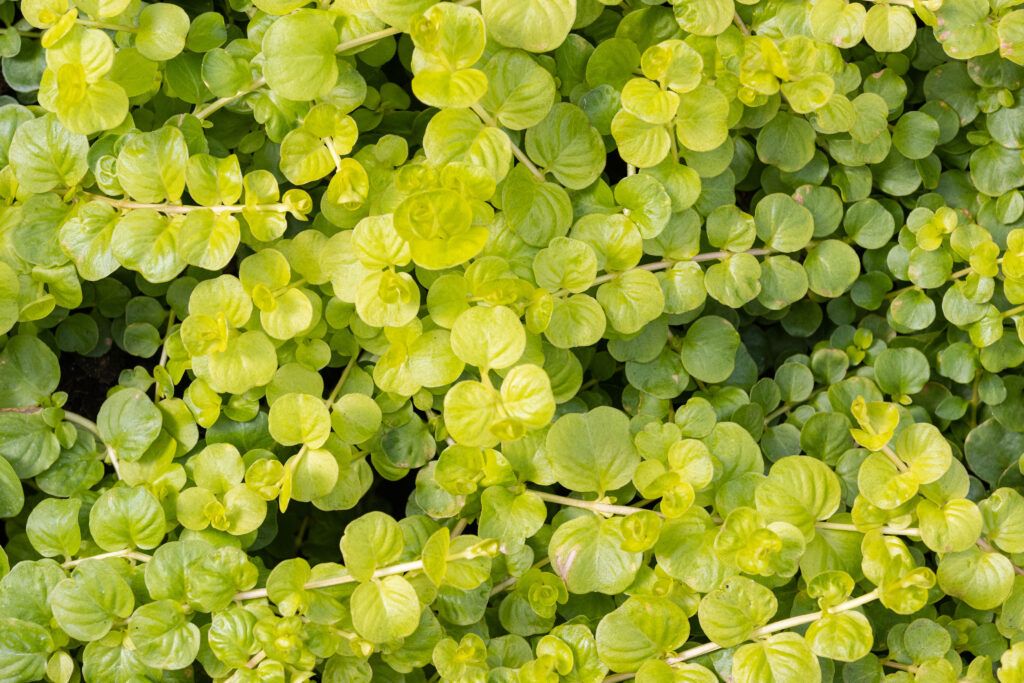 Creeping Jenny Groundcover
