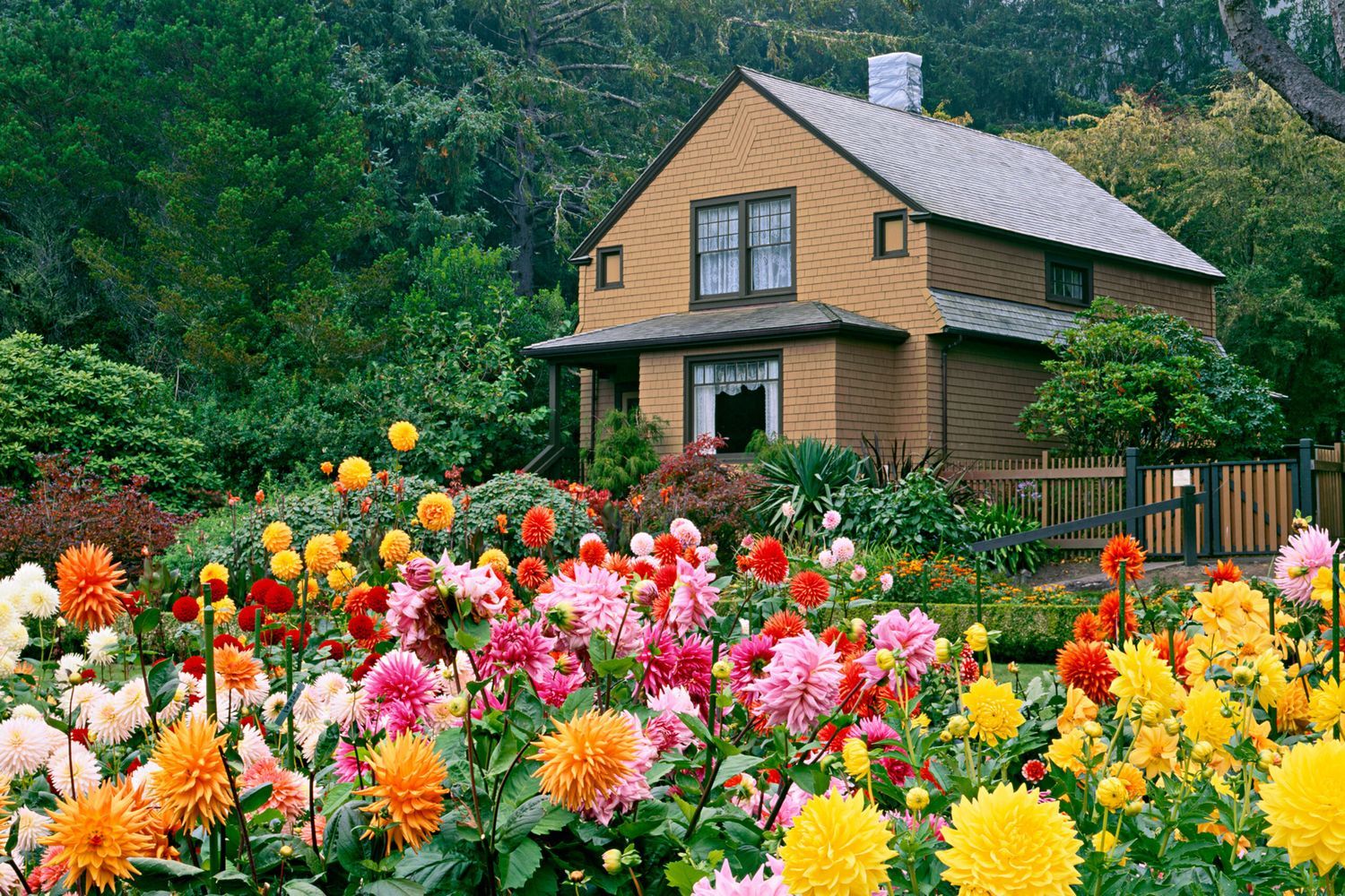 House with a front yard full of Dahlias