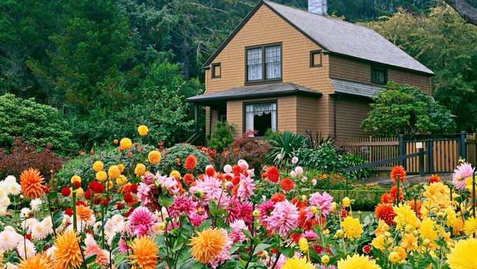 House with a front yard full of Dahlias