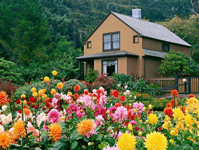 House with a front yard full of Dahlias