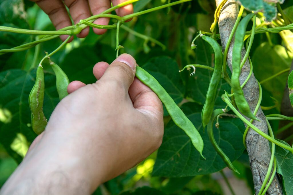 Picking Green Beans