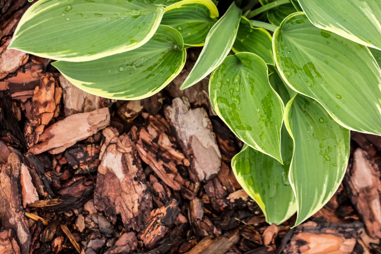 Hosta in mulch