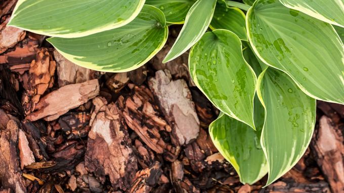 Hosta in mulch