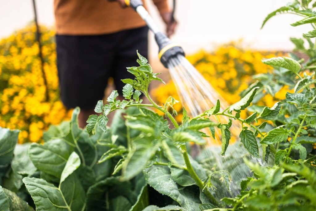 Watering Garden