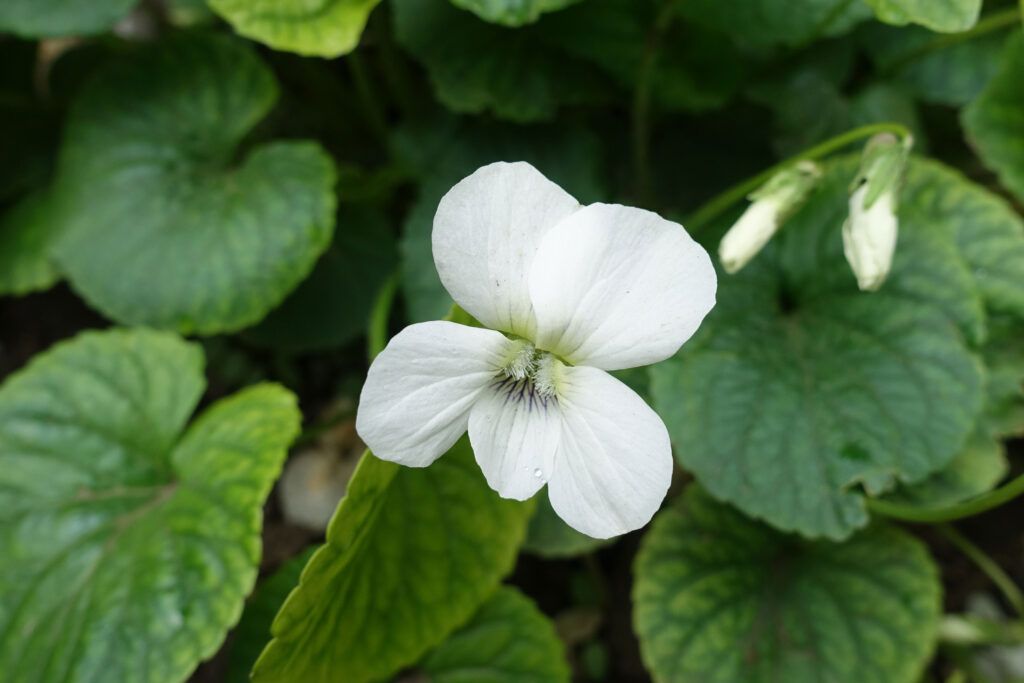 Albiflora Violet