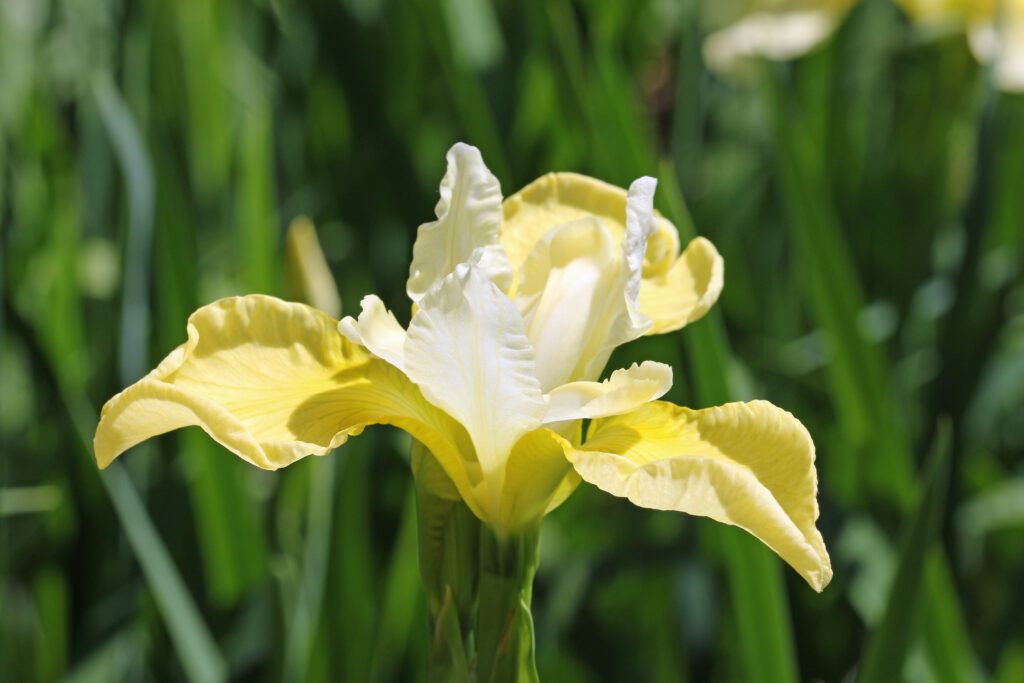 Butter and Sugar Iris