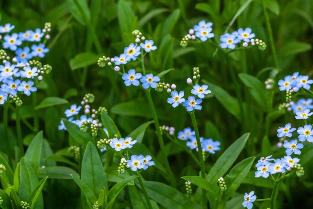 Forget Me Not