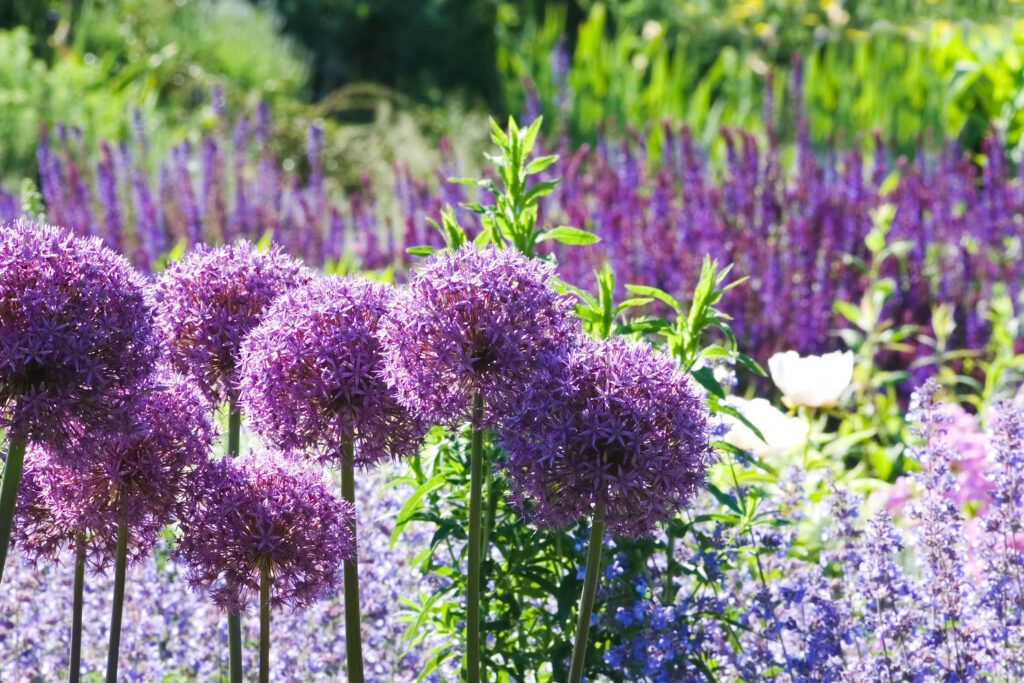 Love a big, blowsy tulip? Order bulbs now and get ready to dig a bit deeper, Gardening advice