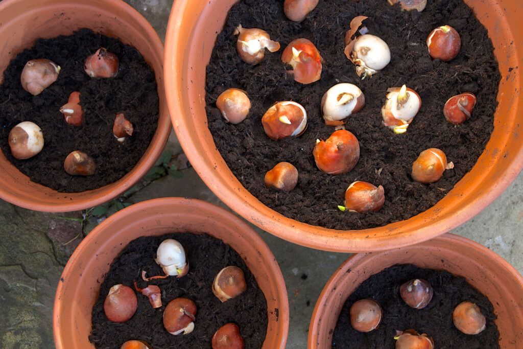 Bulbs in Planter