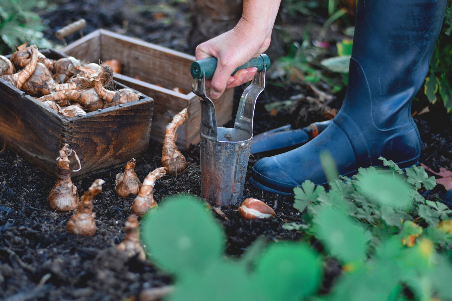 Planting bulbs in a garden