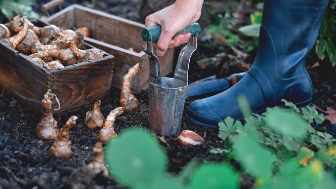 Planting bulbs in a garden