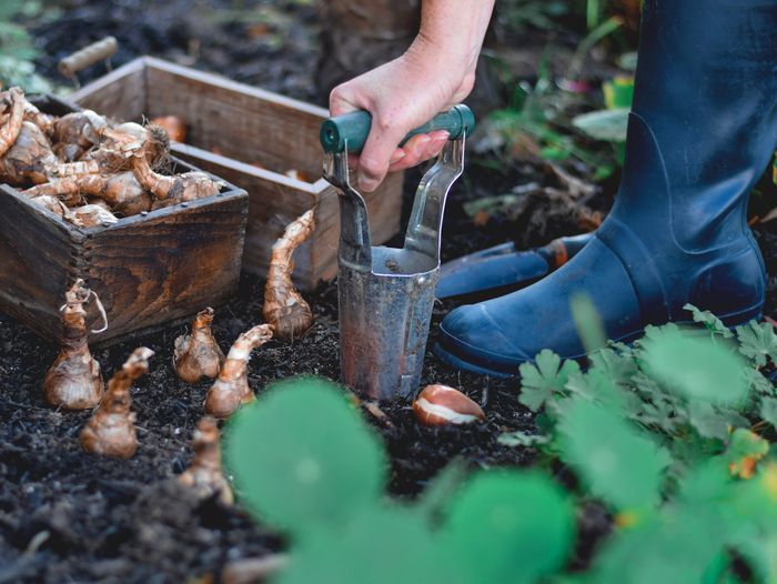 Planting bulbs in a garden