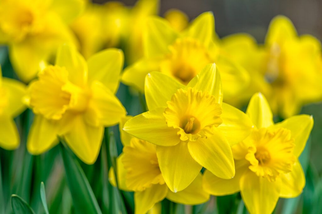 Daffodil