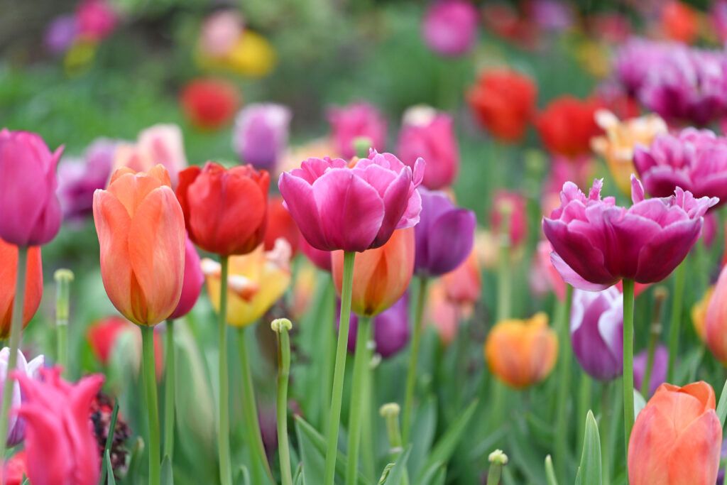 Love a big, blowsy tulip? Order bulbs now and get ready to dig a bit deeper, Gardening advice