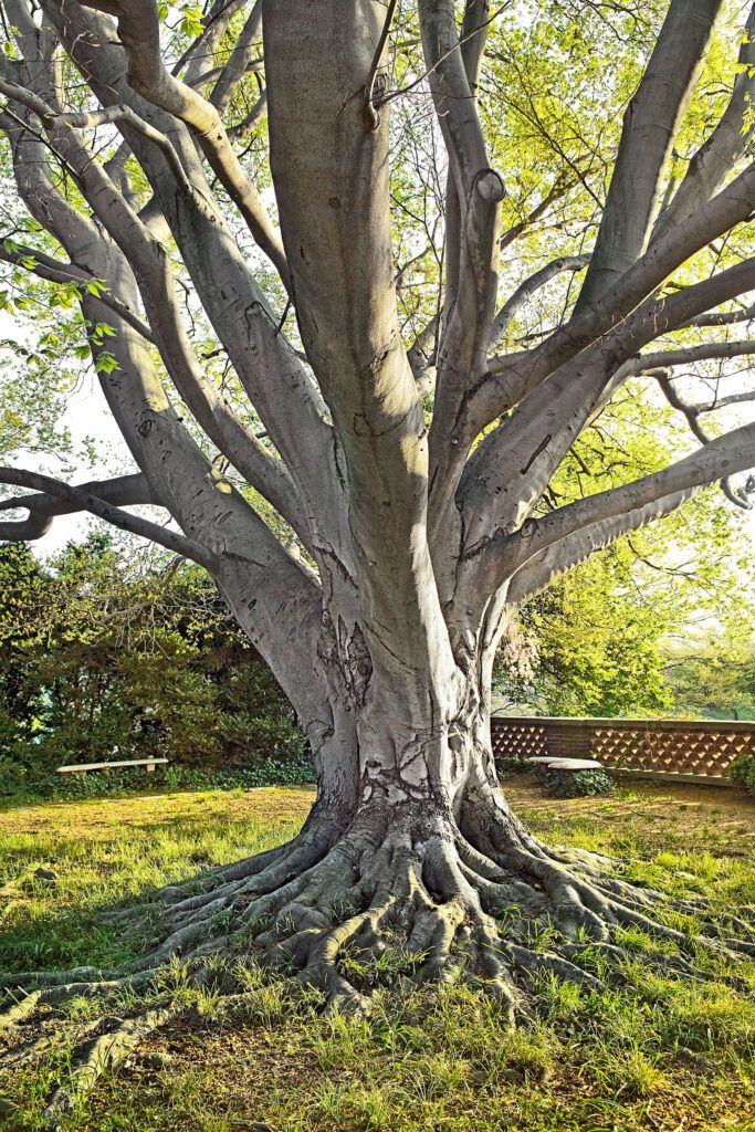 American Beech Tree, a type of shade tree.