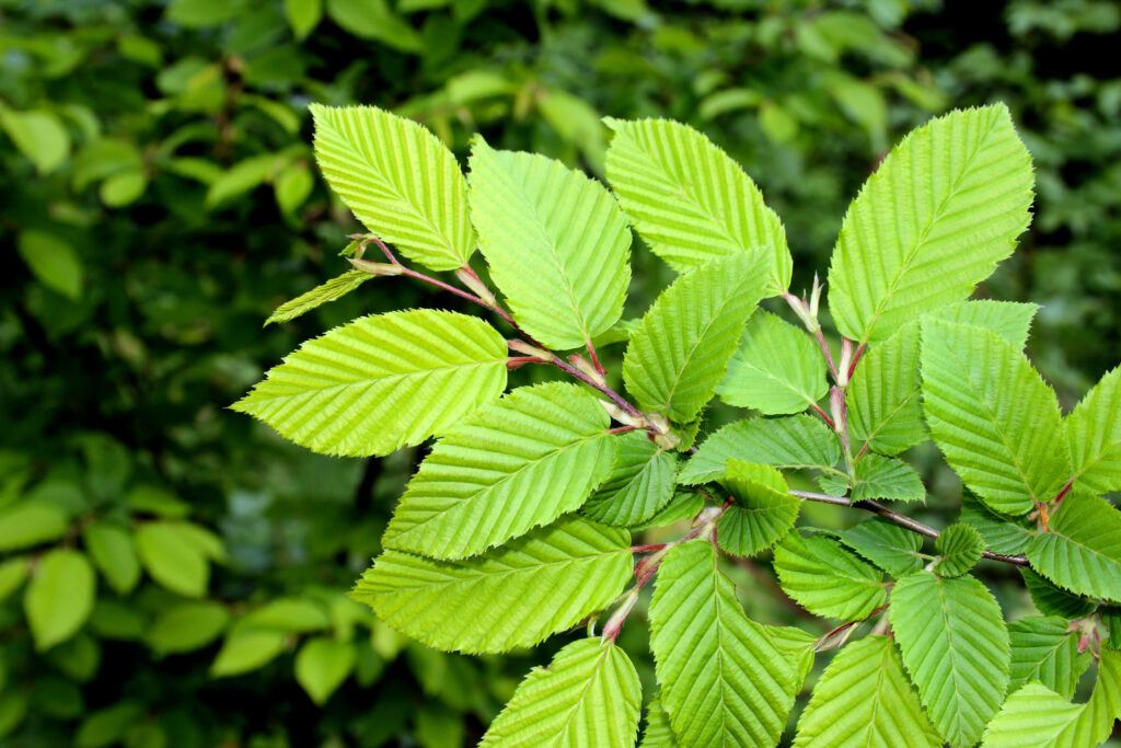 American Elm 'Valley Forge" Leaves, part of a type of shade tree.