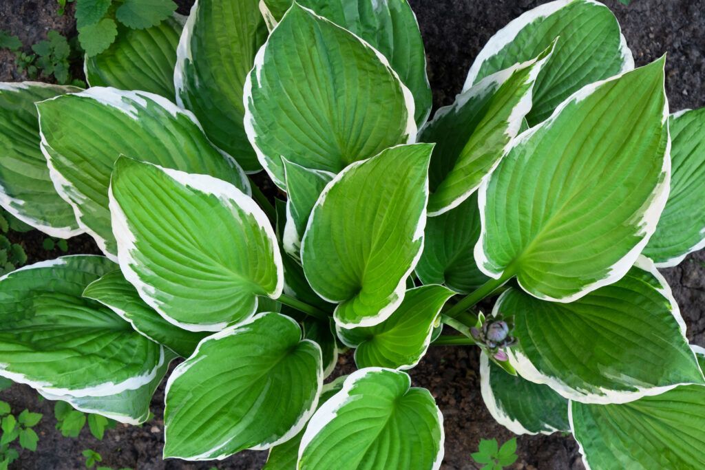 Hostas grow well with shade trees.