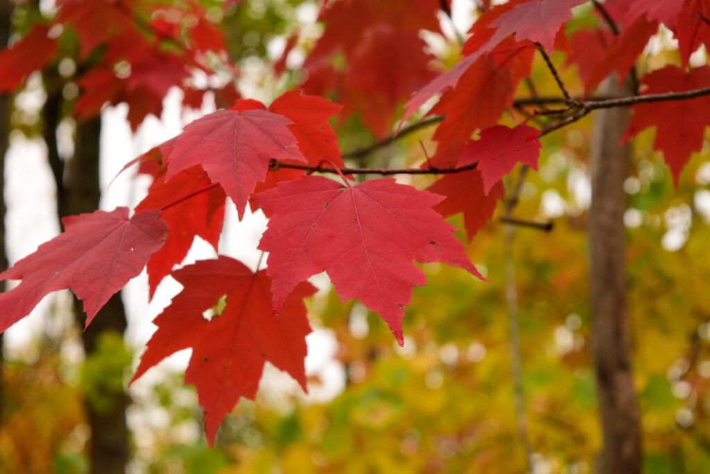 Red Maple Leaves part of a type of shade tree.