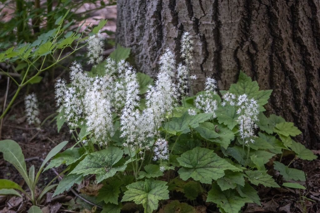 Tiarella cordifolia