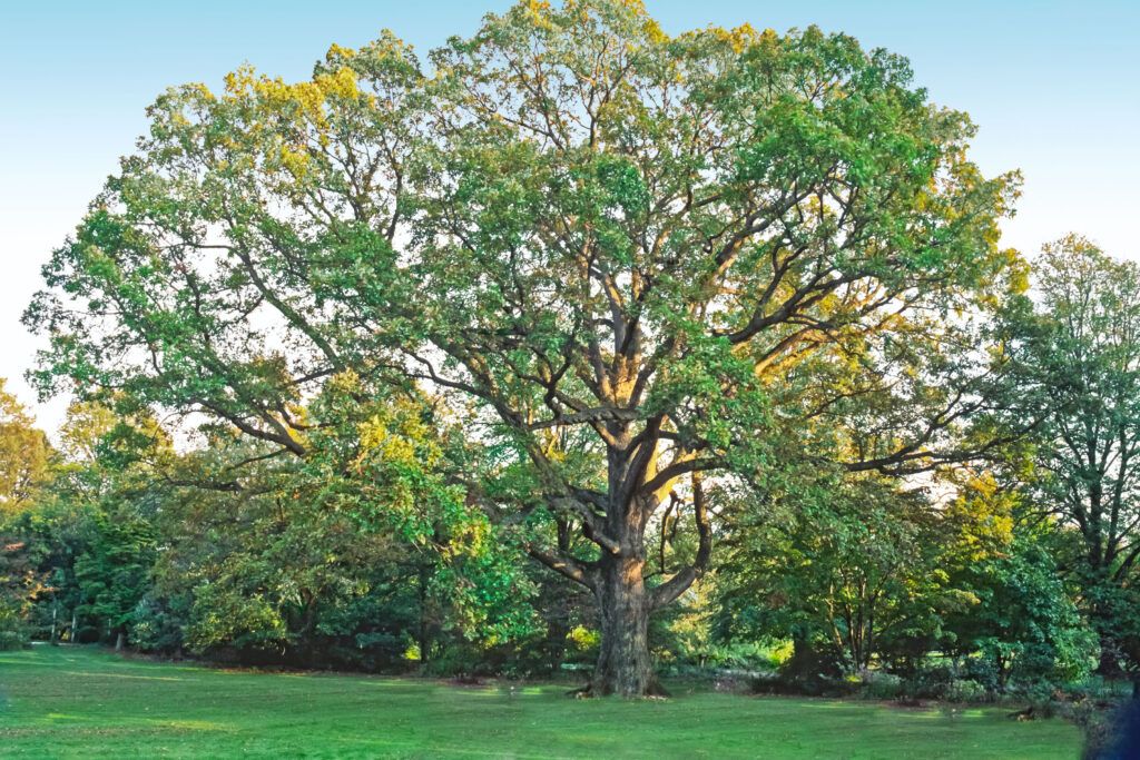 White Oak , A type of shade tree.