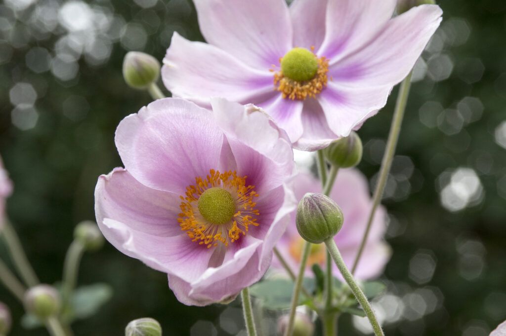 Japanese Anemone grow well with shade trees.