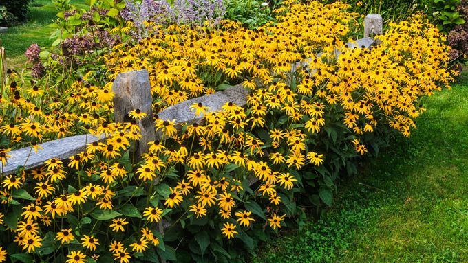 Black eyed Susans, a long wooden fence