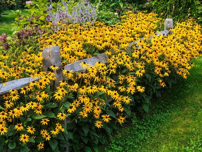 Black eyed Susans, a long wooden fence