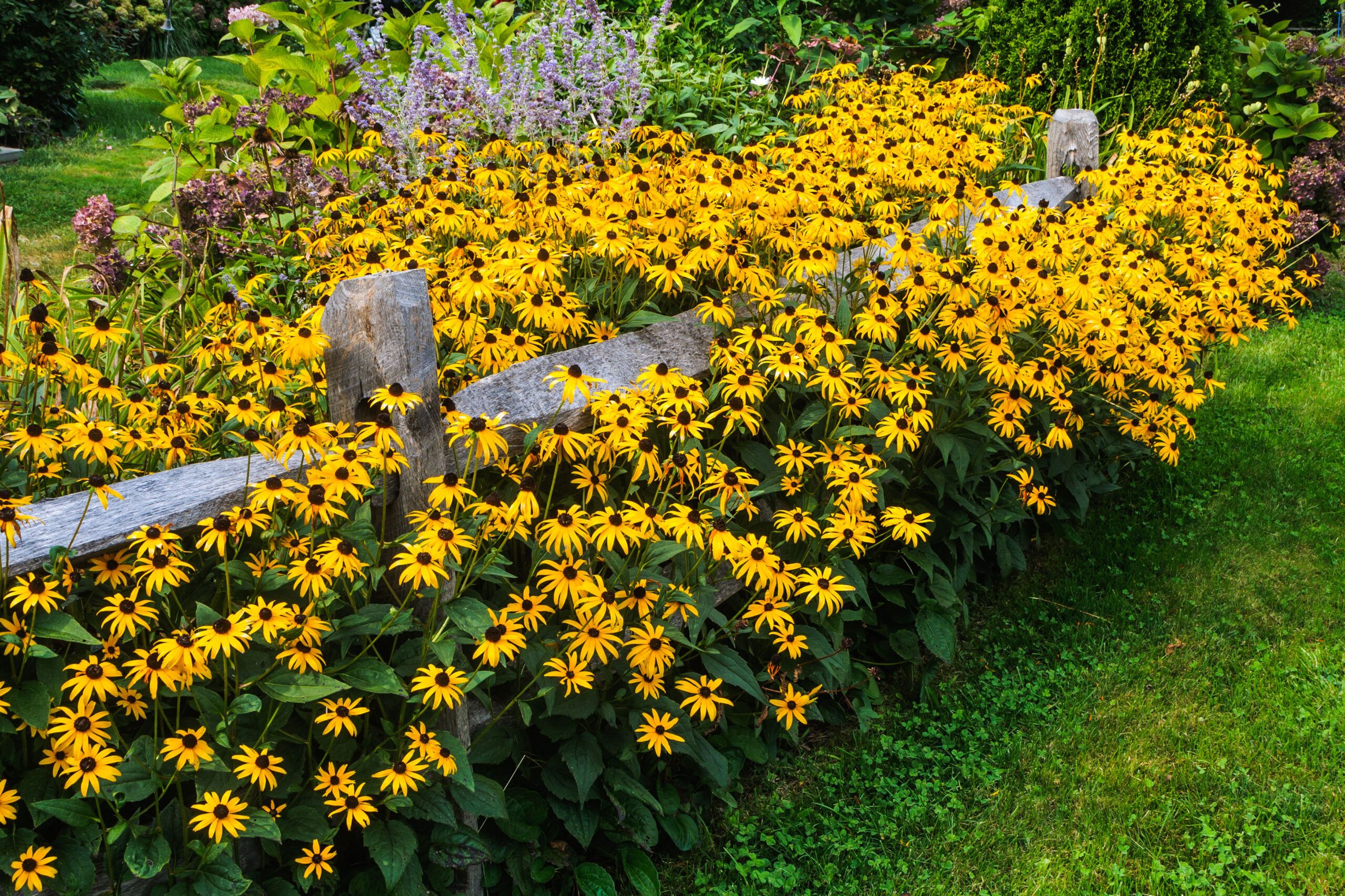 Black eyed Susans, a long wooden fence