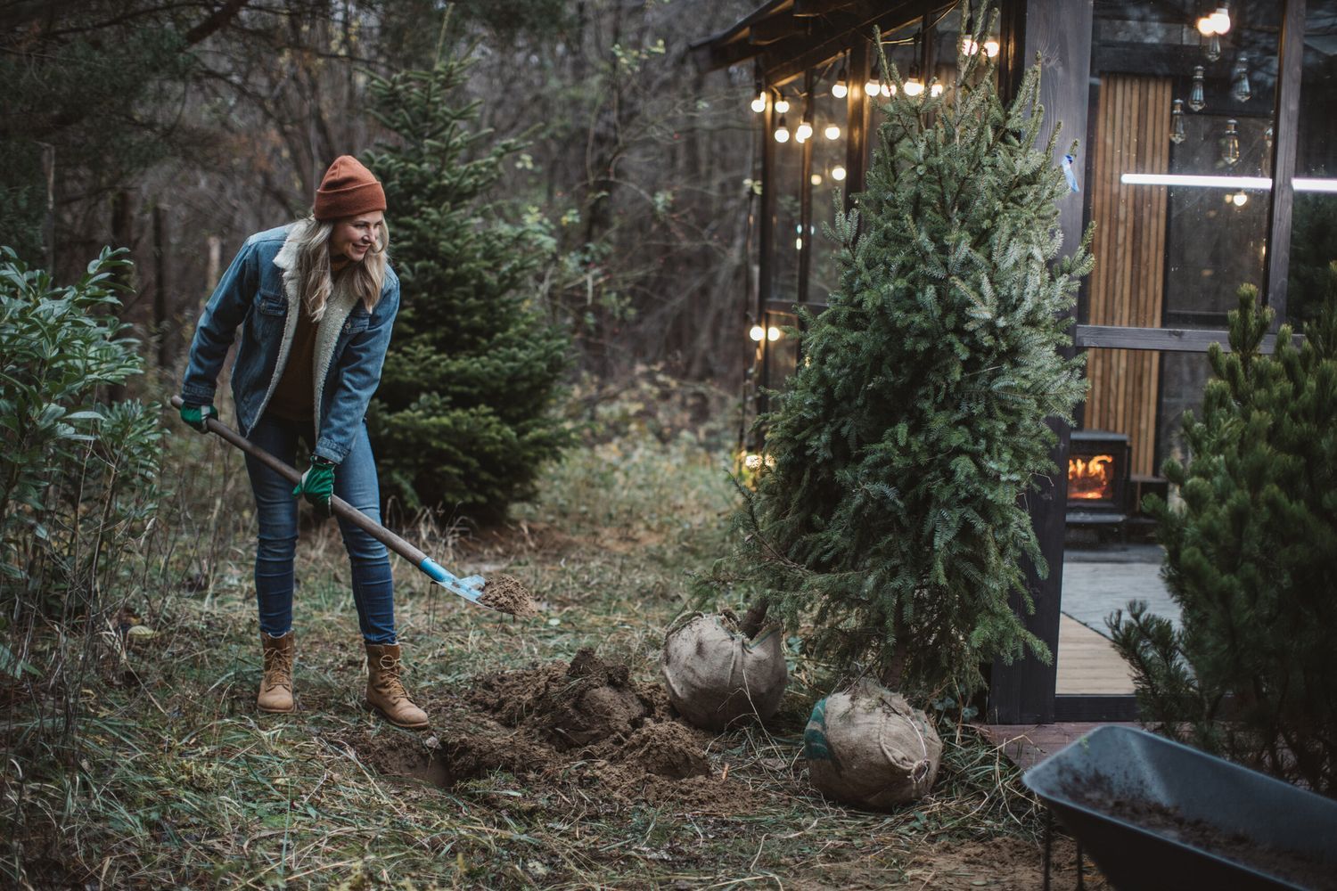 A person dons a beanie, denim jacket, and boots while digging a hole with a shovel. Nearby, two balled-up evergreen trees await planting. A small cabin adorned with lit string lights twinkles in the background.